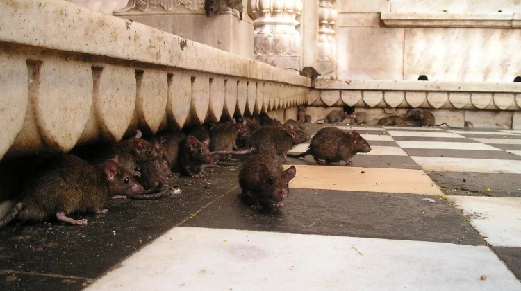 Perubahan Perilaku Jadi Tantangan Cegah Hantavirus