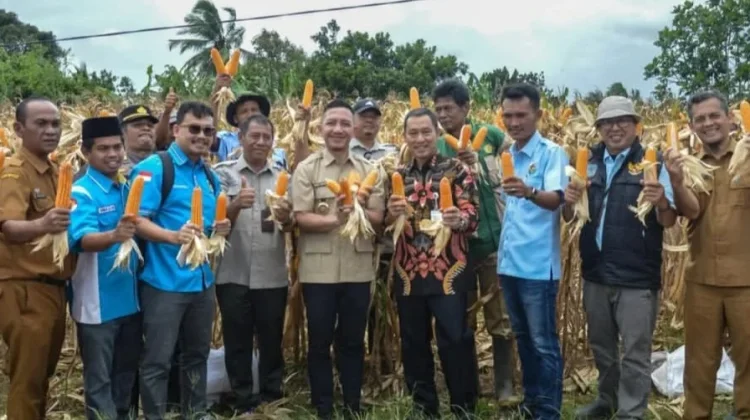 Dukung Ketahanan Pangan, KNPI Lebak Segera Panen Jagung Kedua