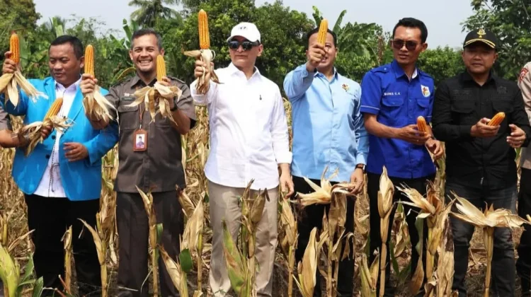 KNPI Lebak Sukses Panen Jagung Hibrida Kedua