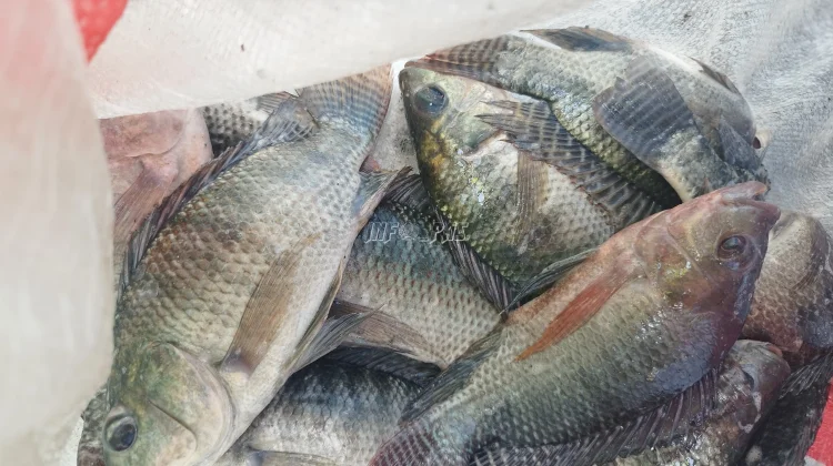 Pemkab Lebak Dorong Budidaya Ikan Bioflok Desa