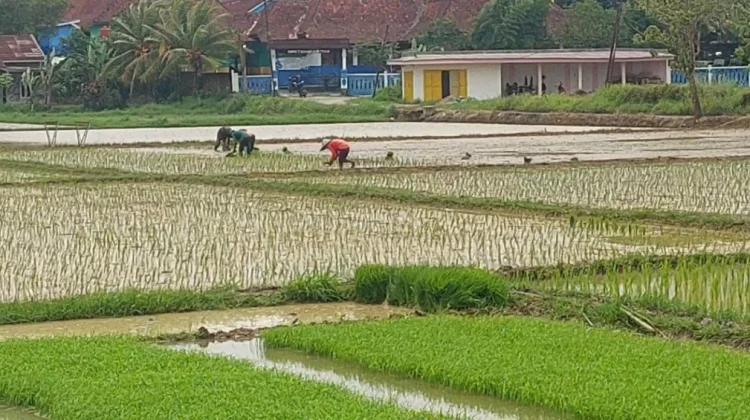 Distan Lebak Petakan Sawah Rawan Kekeringan Kemarau