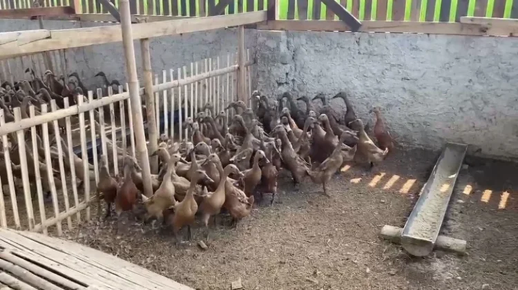 Tingkatkan Ekonomi Desa, BUMDes Mandaya Kembangkan Bebek Petelur