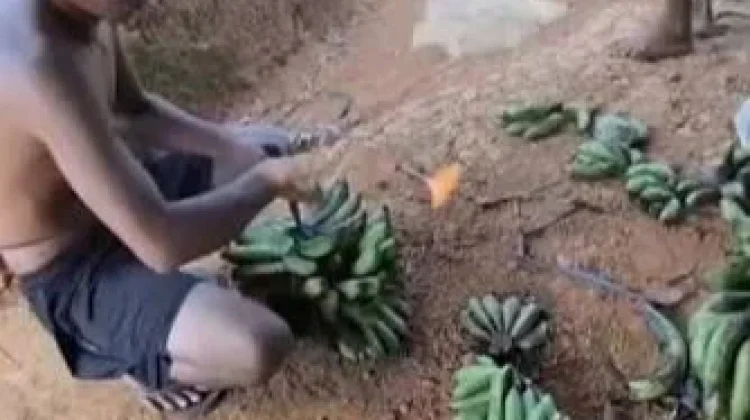Pisang Lebak Jadi Andalan Ekonomi Petani Daerah