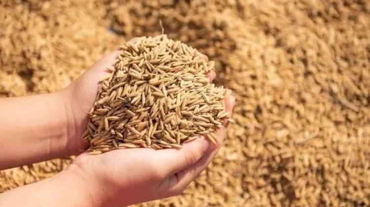 BUMD Lebak Niaga Serap Ratusan Ribu Ton  Gabah petani Lokal