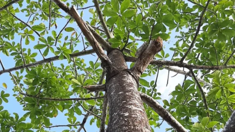 Pohon Jati, Kayu Bernilai Tinggi yang Bermanfaat bagi Lingkungan dan Ekonomi