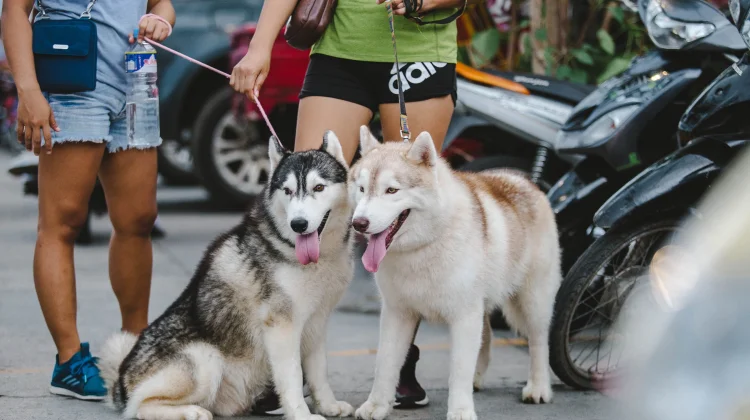 Tak Cukup Modal Suka, Memelihara Siberian Husky Perlu Komitmen