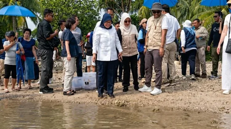 Ratusan Tukik Hijau Dilepasliarkan di Pantai Carita