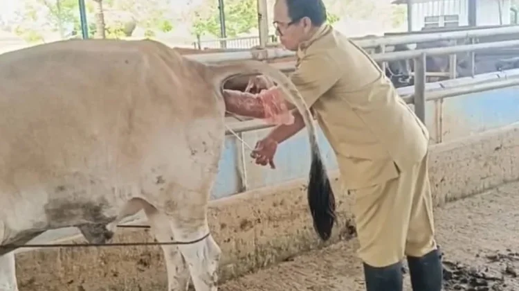 Rekayasa Inseminasi Buatan Dongkrak Populasi Ternak Lebak Pesat
