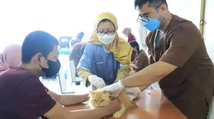 Edukasi dan Vaksinasi Jadi Strategi Tekan Risiko Rabies
