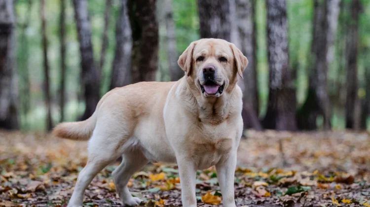 Calon Pemilik Anjing Labrador Retriever Wajib Tahu Hal Penting Ini