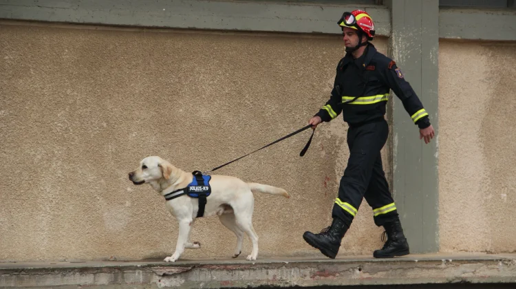Kecerdasan Anjing Labrador Retriever Bikin Andal di Berbagai Bidang