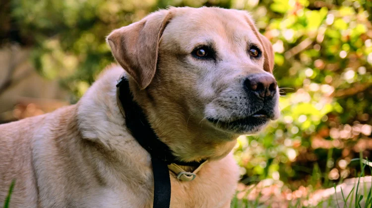 Rawat Anjing Labrador di Negara Tropis Perlu Perhatian Khusus