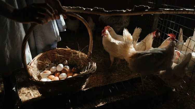 Peternak Cilegon Keluhkan Penurunan Harga Ayam dan Telur