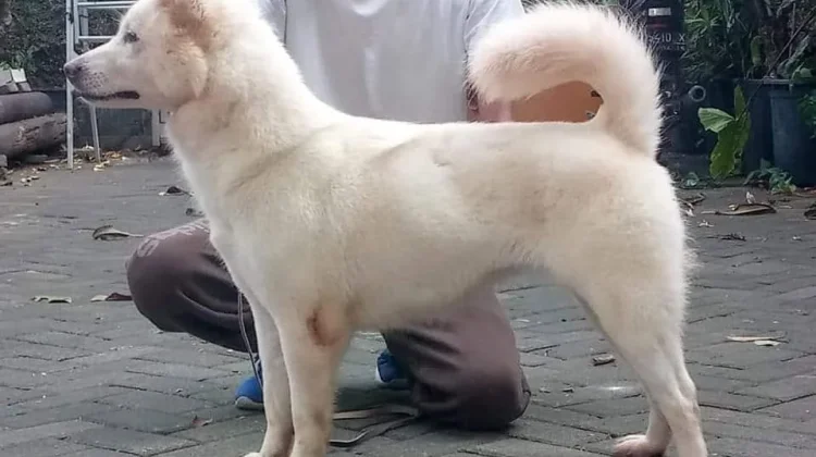 Anjing Kintamani, Kebanggaan Indonesia yang Diakui Dunia