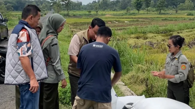Tim Jemput Pangan Lebak Perkuat Serapan Gabah Petani Bulog