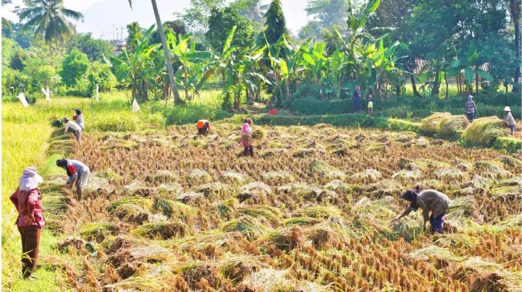 Lebak Niaga Perseroda Serap Gabah Petani Lokal
