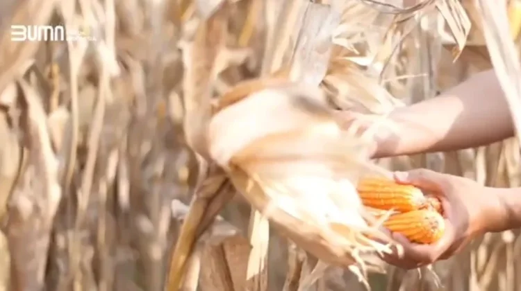 Stabilkan Harga Pangan, Bulog Serap Jagung Petani
