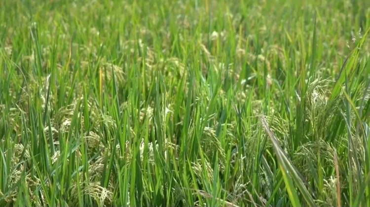 Distan Lebak Sosialisasikan PMAAS Tingkatkan Produksi Gabah Petani