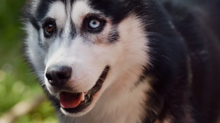 Ini Penyebab Siberian Husky Bermata Beda Warna