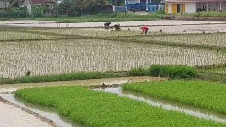 Kemarau Mulai Melanda Lebak, 372 Hektare Sawah Terancam Kering