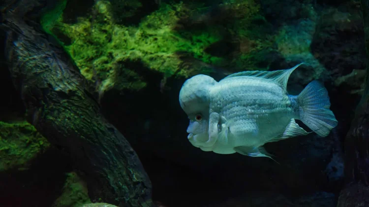 Perawatan Tepat agar Ikan Louhan Tetap Prima