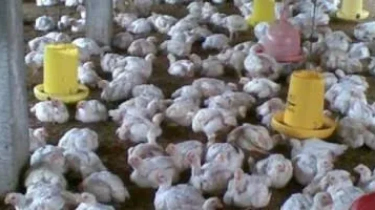 Populasi Ayam Pedaging Lebak Capai 39 Juta Ekor