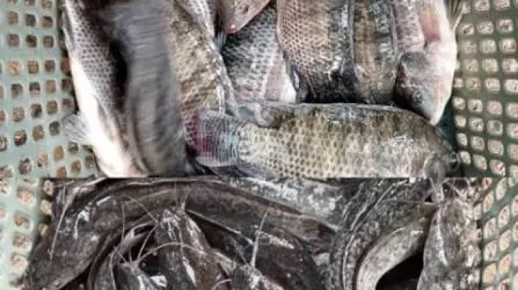 Sebanyak 60 Desa jadi Pemasok Ikan untuk MBG di Lebak