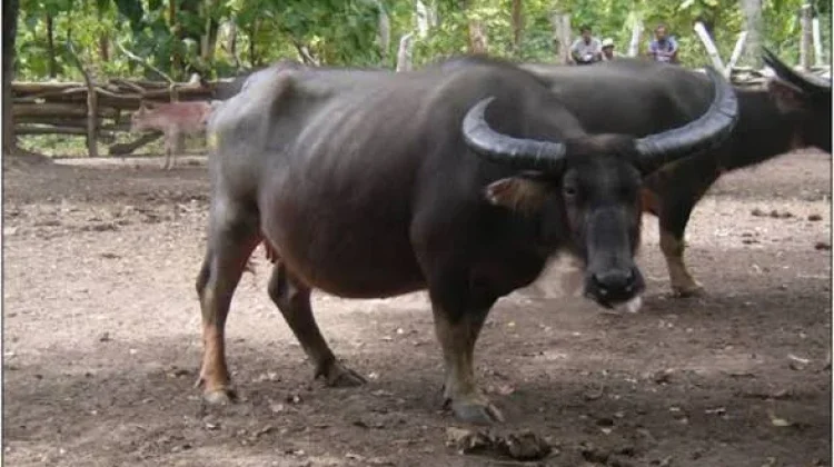 Teknologi Inseminasi Buatan Dongkrak Populasi Kerbau di Lebak