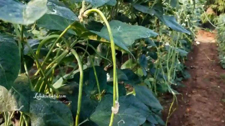 Petani Lebak Diimbau Kembangkan Sayuran Hadapi Kemarau  Berkepanjangan