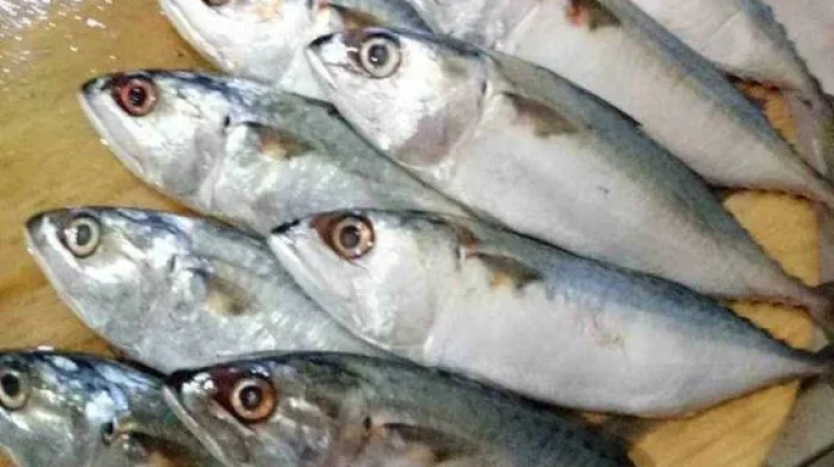 Ikan Pelagis Gerakkan Ekonomi Masyarakat Pesisir Lebak