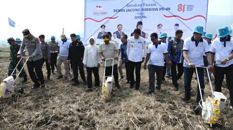 Pemprov Banten Gelar Panen Raya Padi dan Tanam Jagung Hibrida di Carita