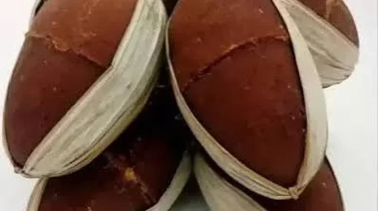 Tingkatkan Kesejahtetaan Petani, Pemasaran Gula Aren Lebak Diperkuat