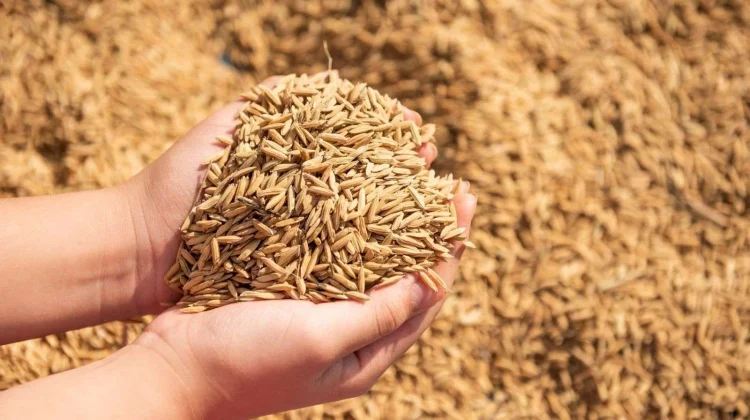 Stok Pangan Lebak Aman Hadapi Kemarau Panjang
