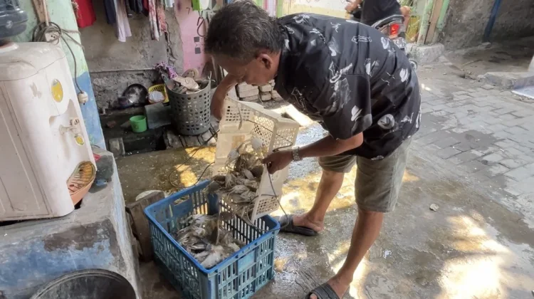Rajungan Mengecil saat Musim Timur, Harga Jual Justru Naik hingga Rp150 Ribu