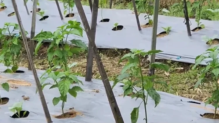 Kemarau Panjang Menguji Harapan Petani Sayur Lebak Tetap Bertahan