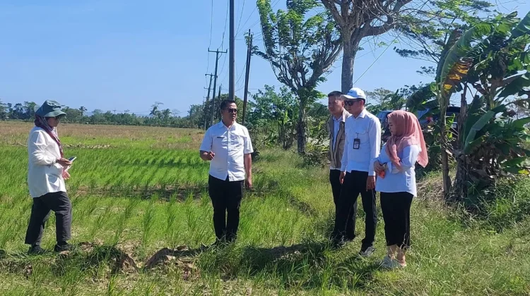 Ratusan Hektare Sawah di Pandeglang Terdampak Kekeringan