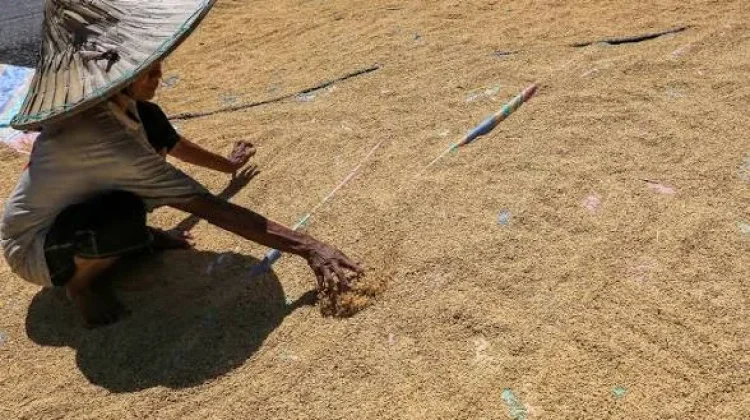 Petani Untung Besar Harga Gabah Lebak Tembus Rekor
