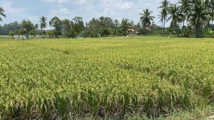 Petani Lebak Panen Dini Akibat Kemarau Panjang