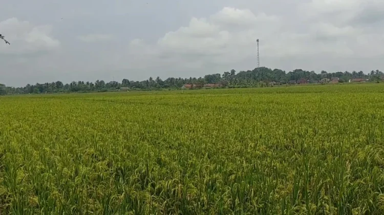 Distan Lebak Bantu Pompanisasi Bagi Petani