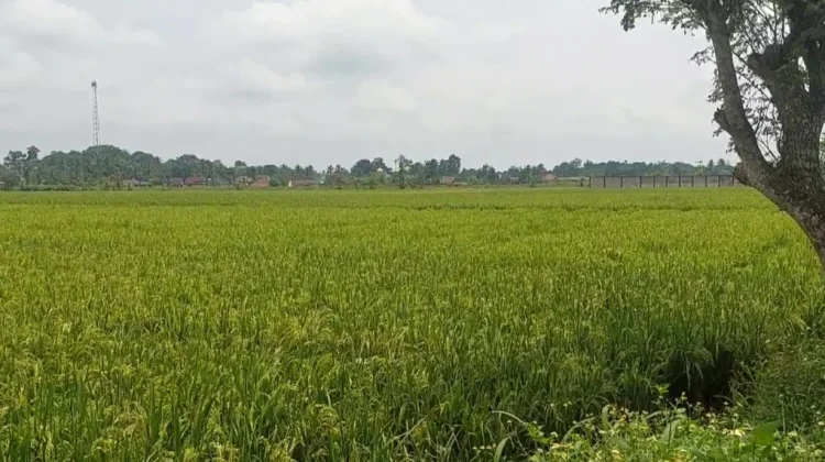 Lebak Data Potensi Sawah Tadah Hujan