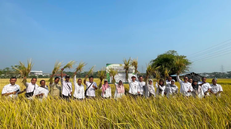 Model PM-AAS di Banten Buktikan Kenaikan Produksi Padi 100 Persen