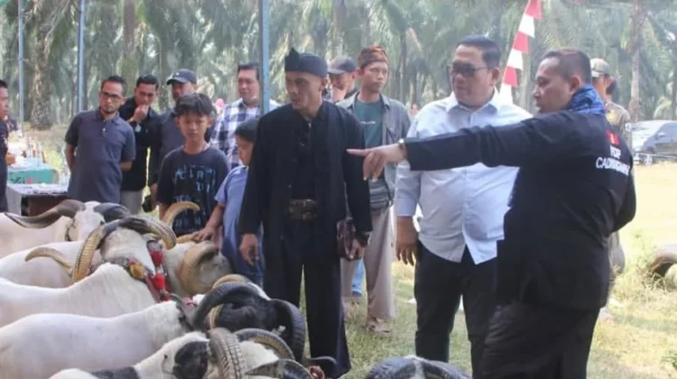 Komunitas Peternak Domba Garut Gelar Latihan Bersama