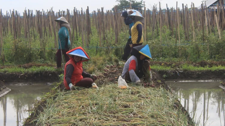 Libatkan Petani, BBWSC3 Kucurkan Rp195 Juta untuk Perbaikan Irigasi Banten
