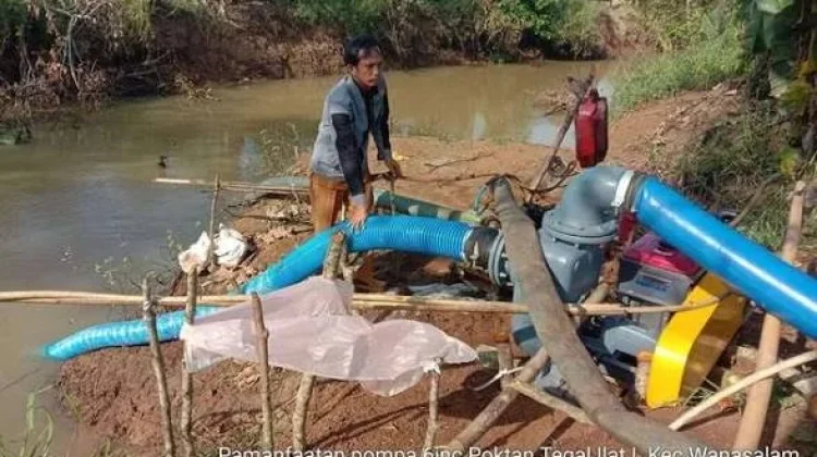 Pompanisasi Jaga Produksi Padi Lebak saat Kemarau