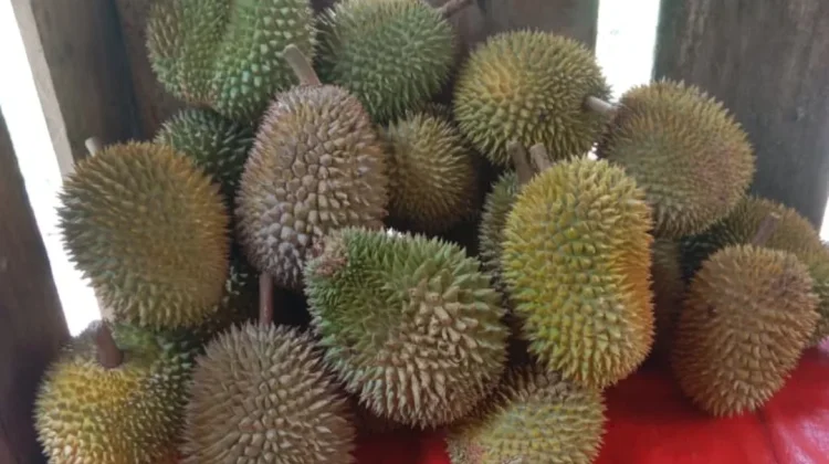 Musim Durian di Lebak Diprediksi Berlangsung Hingga Oktober