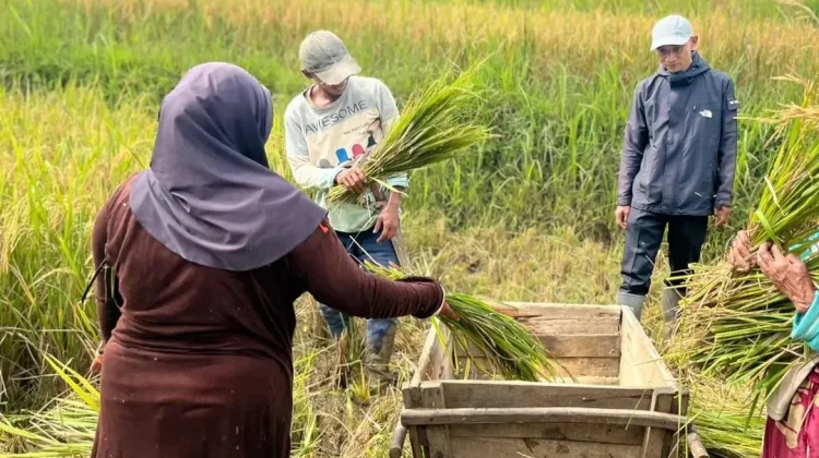Petani Lebak Semringah, Harga Gabah Tembus Rp8.000 Per Kilogram