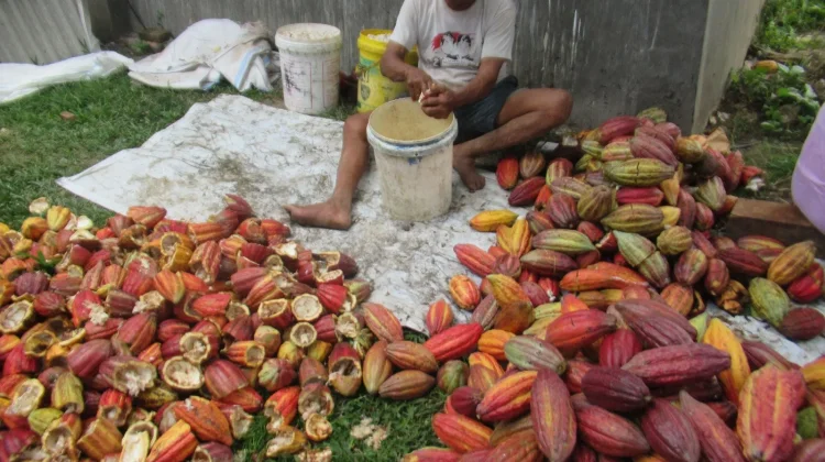 Harga Kakao Lebak Tembus Rp60 Ribu Per Kilogram