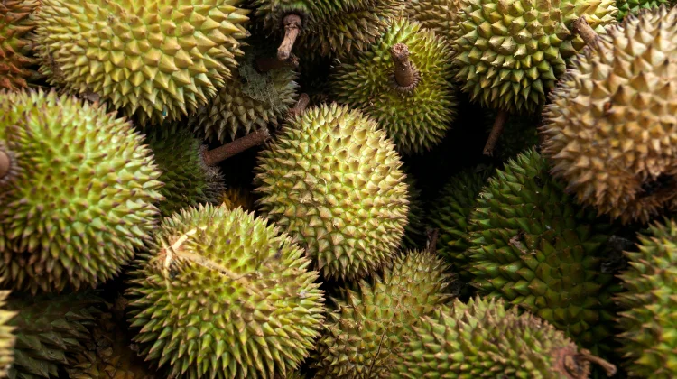 Rahasia Memilih Durian Manis dan Berkualitas tanpa Dibuka