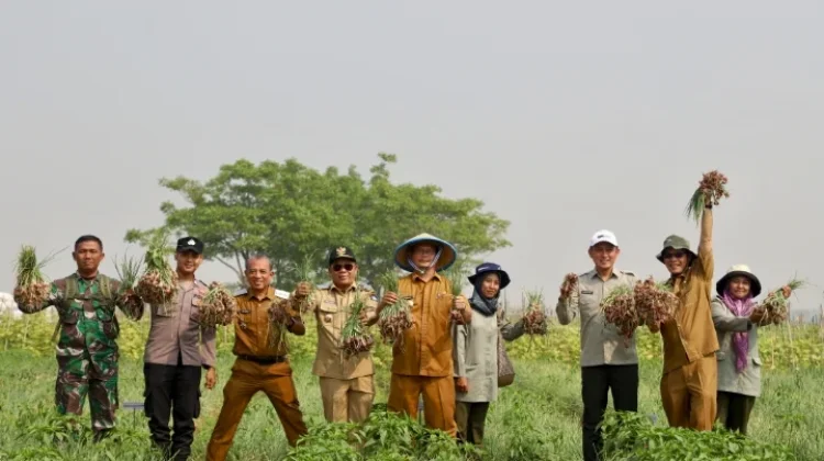 Bawang Merah Dipanen, Pemkab Serang Kejar Swasembada