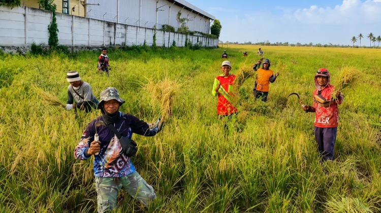 Panen Padi Petani Kramatwatu Anjlok akibat Serangan Hama